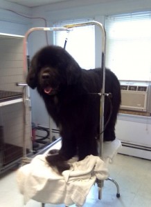 dogdayz dog grooming in worcester ma